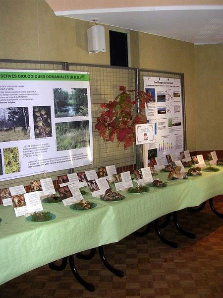 Expo champignons a St Leger 21